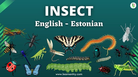 Insect names in Estonian and English