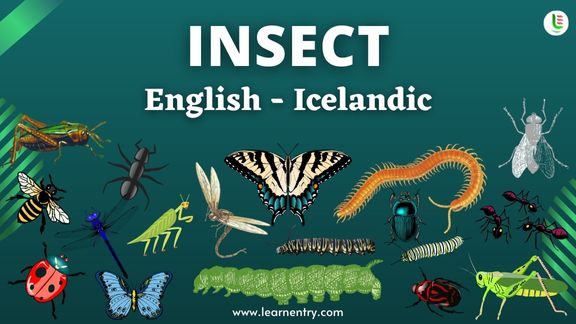 Insect names in Icelandic and English