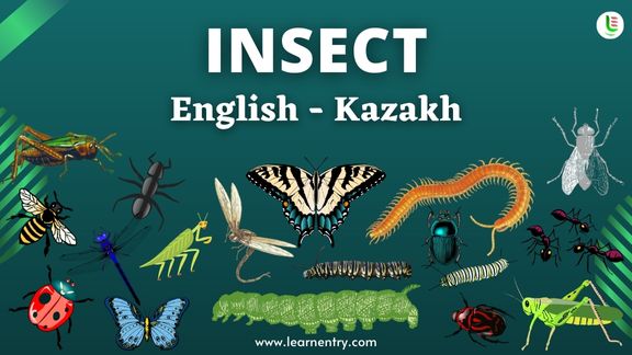 Insect names in Kazakh and English