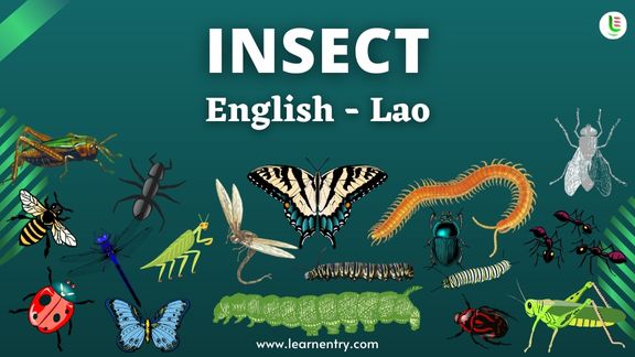 Insect names in Lao and English
