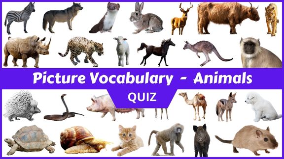 Play Animals Picture vocabulary