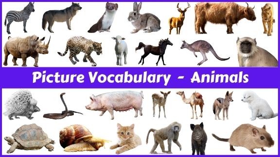 70 Animal names with pictures in English