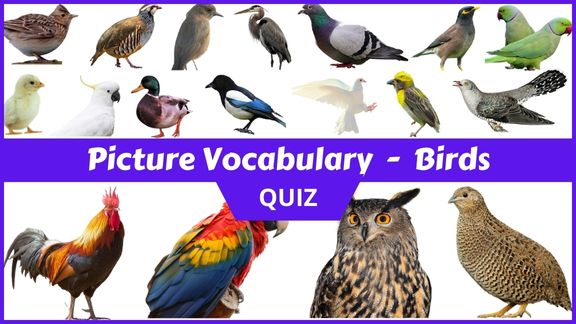 Play Birds Picture vocabulary