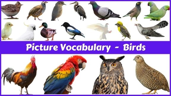 40 Bird names with pictures in English