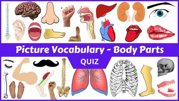 Play Human Body parts Picture vocabulary