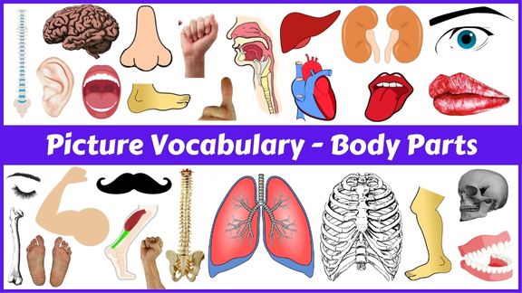 50 Body parts names with pictures in English