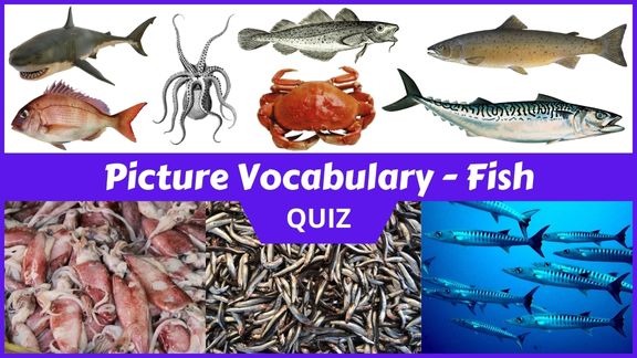 Play Fish Picture vocabulary