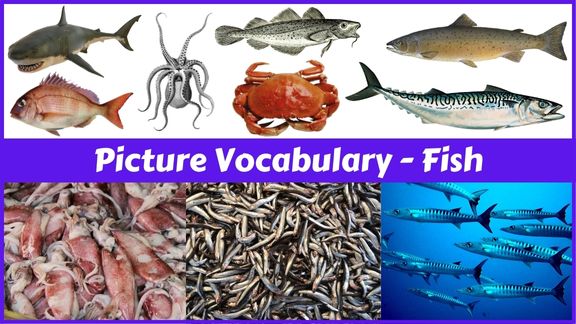 16 Fish names with pictures in English