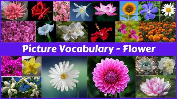 30 Flowers names with pictures in English