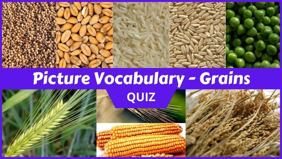 Play Grains Picture vocabulary