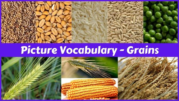 Grains names with pictures in English
