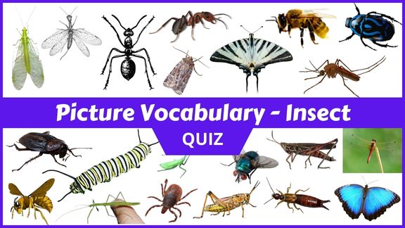 Play Insect Picture vocabulary