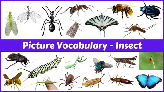 22 Insect names with pictures in English