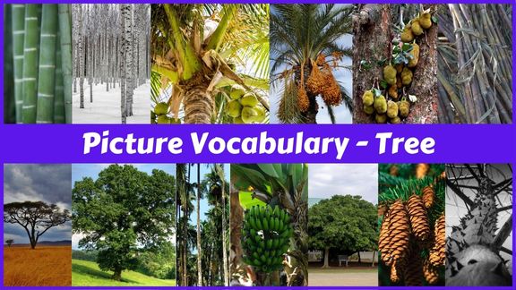 22 Trees names with pictures in English