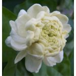 Arabian Jasmine