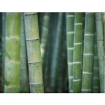 Bamboo