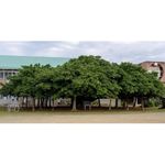 Banyan