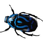 Beetle