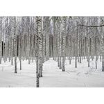Birch