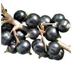 Blackcurrant