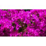 Bougainvillea