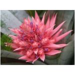 Bromeliad