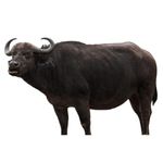 Buffalo