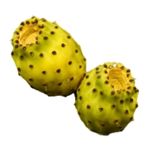 Cactus pear