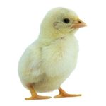 Chick