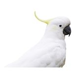 Cockatoo