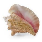 Identify this Music instruments