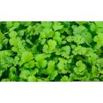 Coriander leaf