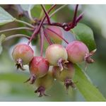 Crab apple