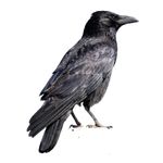 Crow