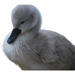 Cygnet