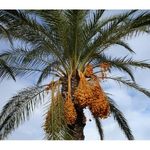 Date palm