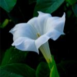 Datura