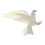 Dove