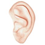 Ear