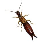 Earwigs