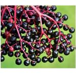 Elderberry