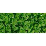 Fenugreek Leaf