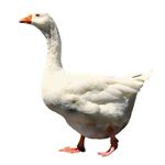 Goose