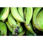 Green Plantain