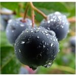 Huckleberry