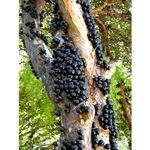 Jabuticaba