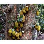 Jackfruit