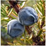 Juniper berry