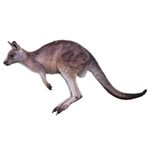 Kangaroo