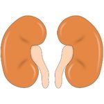 Kidney